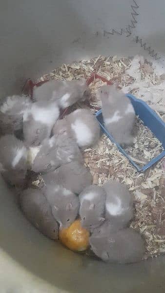 long coat hamster + hamster babies 9