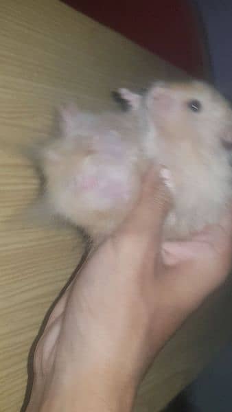 long coat hamster + hamster babies 10