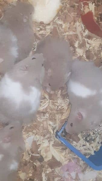 long coat hamster + hamster babies 11