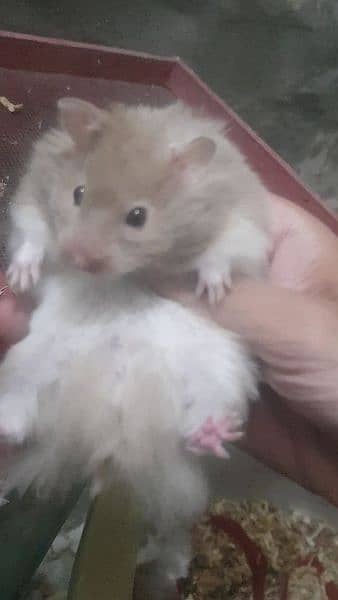 long coat hamster + hamster babies 12