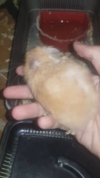 long coat hamster + hamster babies 14
