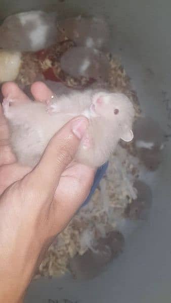 long coat hamster + hamster babies 15