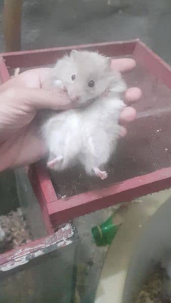 long coat hamster + hamster babies 16