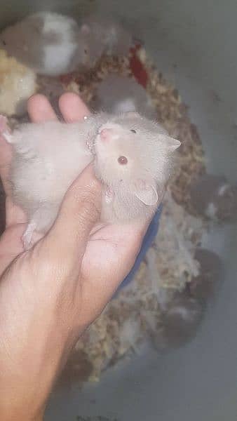 long coat hamster + hamster babies 17