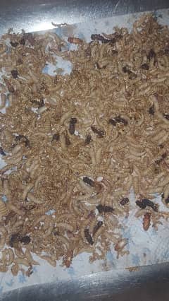 Mealworm  amercan breed