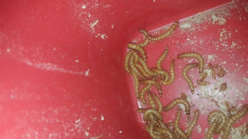 Mealworm  amercan breed 2