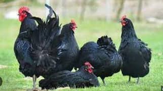 Australorp 1 Male , 1 Aiseel Male, 13 hens for Sales Rs 22,000/