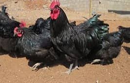 Australorp 1 Male , 1 Aiseel Male, 13 hens for Sales Rs 22,000/ 1