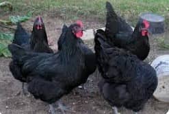 Australorp 1 Male , 1 Aiseel Male, 13 hens for Sales Rs 22,000/ 2