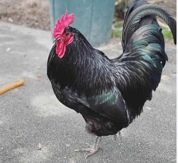 Australorp 1 Male , 1 Aiseel Male, 13 hens for Sales Rs 22,000/ 3