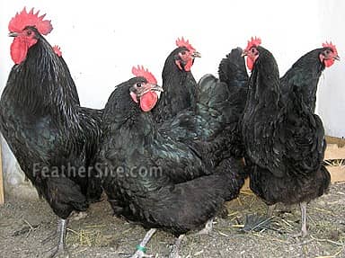 Australorp 1 Male , 1 Aiseel Male, 13 hens for Sales Rs 22,000/ 4