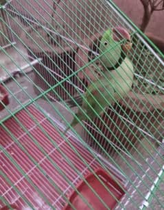 one piece raaaa parrot male available with talking