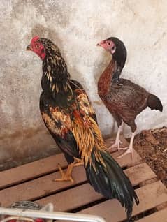 Aseel Murga Murgi pair