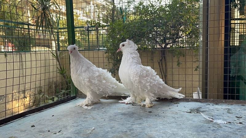 Frillback Breeder pair  Top quality fancy pigeon outclass quality 0