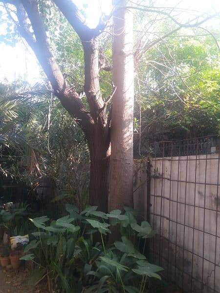 sumbal tree for sale. hight 50 to 60 ft and width 42" in circle 1