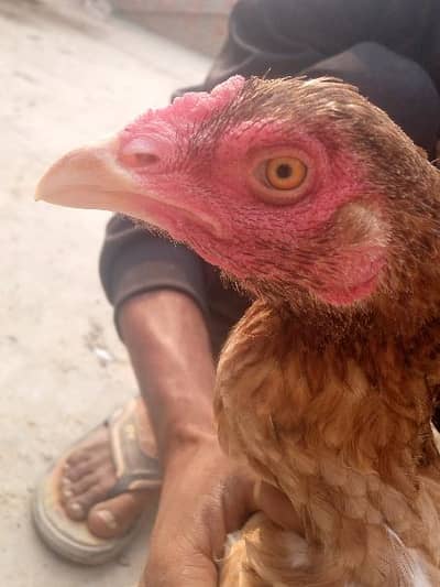 ghar ke dred03177416410
