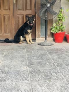 German