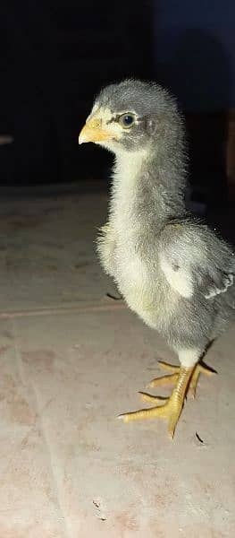 Pure King size O shamo Chicks  For sale best Quality In Islamabad 14