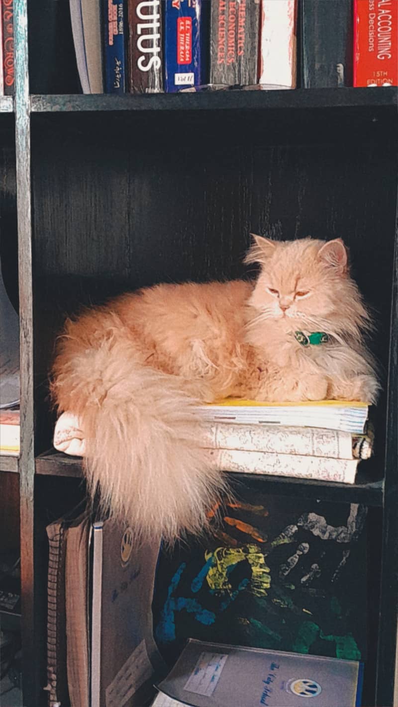 Persian female kitten, semi punch face 2