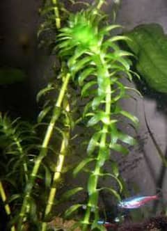 Engeria Densa ( Aquatic Plants )