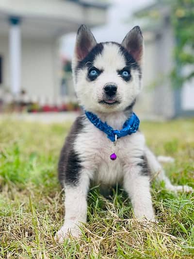 Siberian Husky Puppies Sale Krna Okay Jee Bhai Jan Jazakallah - Dogs 