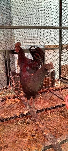 Ayam Cemani Chicks for Sale! Black Meat. 5