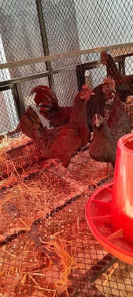 Ayam Cemani Chicks for Sale! Black Meat. 6