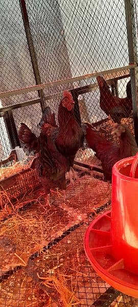Ayam Cemani Chicks for Sale! Black Meat. 7