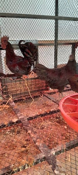 Ayam Cemani Chicks for Sale! Black Meat. 8