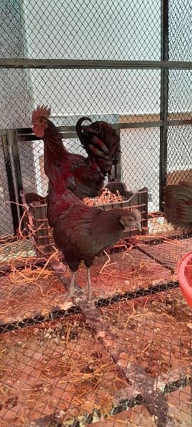 Ayam Cemani Chicks for Sale! Black Meat. 9