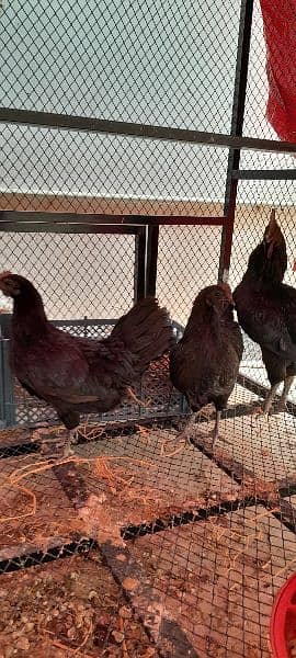 Ayam Cemani Chicks for Sale! Black Meat. 10