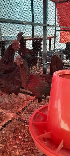Ayam Cemani Chicks for Sale! Black Meat. 11