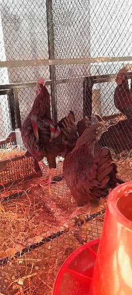 Ayam Cemani Chicks for Sale! Black Meat. 12