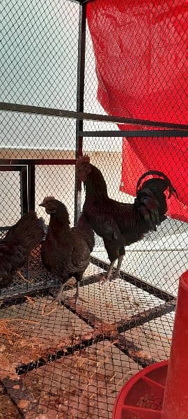 Ayam Cemani Chicks for Sale! Black Meat. 1