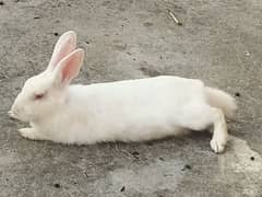 Rabbits red eyes and black eyes