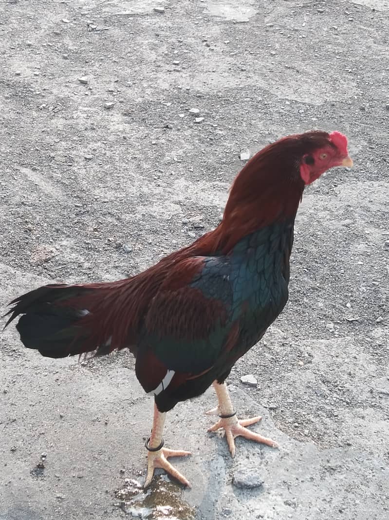 for sale urgent Hens 1073081003