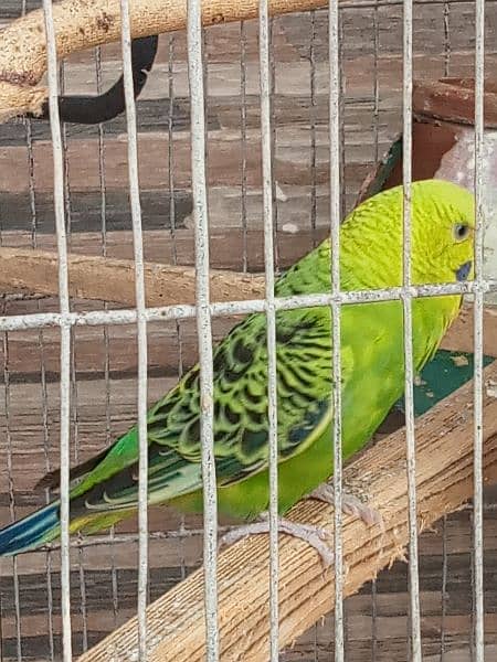 4 Australian birds and 3 love birds with 2 cage (urgent sell ) 0