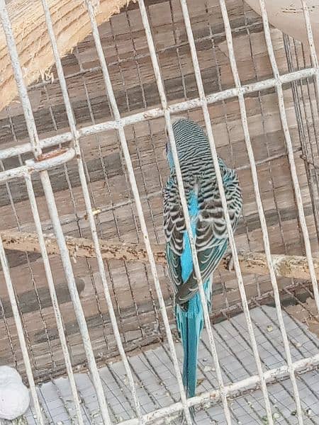 4 Australian birds and 3 love birds with 2 cage (urgent sell ) 1