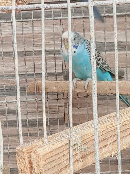4 Australian birds and 3 love birds with 2 cage (urgent sell ) 2
