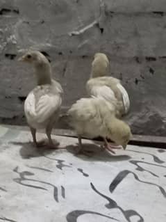 heera chicks & pkoy trat +thai chicks 0