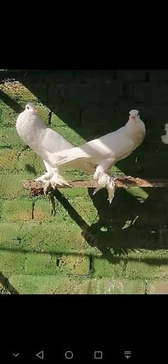 beauty full fancy Pigeon fs