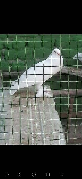 beauty full fancy Pigeon fs 2