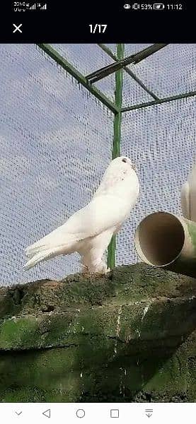 beauty full fancy Pigeon fs 3