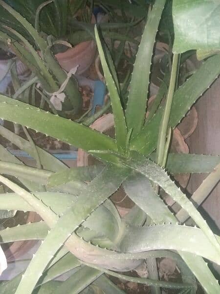 Aloe vera plants for sale. 
Available in diffrent Ages each plant 500 9