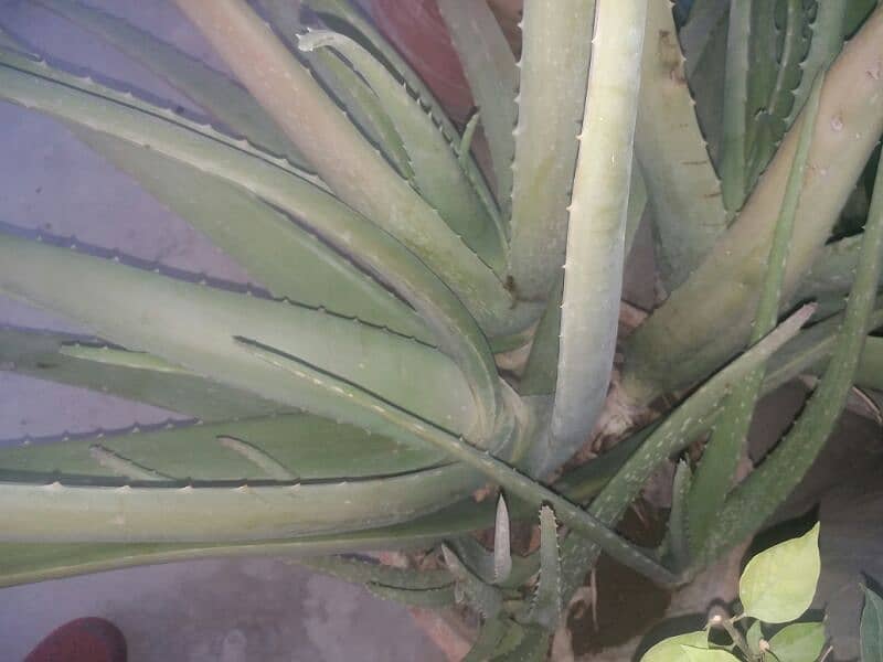 Aloe vera plants for sale. 
Available in diffrent Ages each plant 500 10