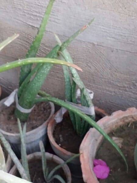 Aloe vera plants for sale. 
Available in diffrent Ages each plant 500 13
