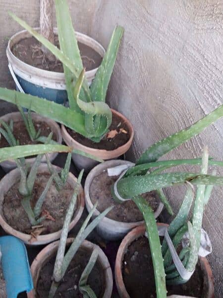 Aloe vera plants for sale. 
Available in diffrent Ages each plant 500 14