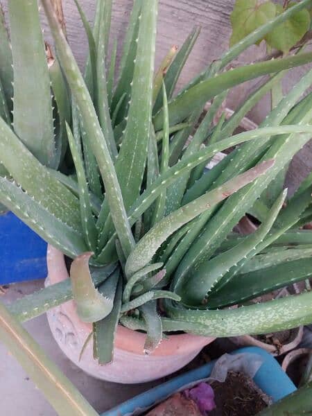 Aloe vera plants for sale. 
Available in diffrent Ages each plant 500 16