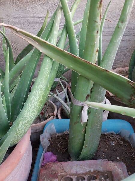 Aloe vera plants for sale. 
Available in diffrent Ages each plant 500 17