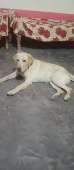 Labrador puppies sales for sale olx